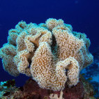 Leather coral, sarcophyton, in Hamata, Egypt.