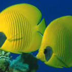 Masked butterflyfish in Soma Bay, Egypt.