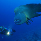 Napoleon wrasse and diver in Soma Bay, Egypt.