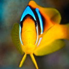 Clownfish in Soma Bay, Egypt.