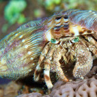 Hermit crab in Soma Bay, Egypt.