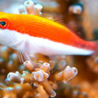 Juvenile freckled hawkfish in Soma Bay, Egypt.