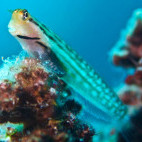 Red Sea combtooth blenny in Soma Bay, Egypt.