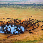 Buffalo in Tsavo National Park, Kenya