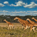 Giraffe in Tsavo National Park, Kenya