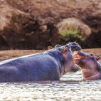 Hippo in Tsavo National Park, Kenya