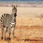 Zebra in Tsavo National Park, Kenya