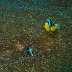 Allard's anemonefish in Watamu National Marine Park, Kenya