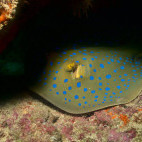 Blue-spotted stingray in Watamu National Marine Park, Kenya
