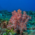 Coral reef in Watamu National Marine Park, Kenya