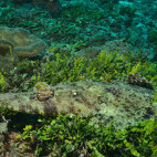 Crocodile fish in Watamu National Marine Park, Kenya