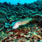 Cuttlefish in Watamu National Marine Park, Kenya.