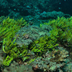 De Beaufort's flathead fish in Watamu, Kenya