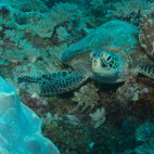 Green turtle in Watamu, Kenya