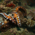 Octopuses in Watamu, Kenya