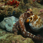 Octopuses in Watamu National Marine Park, Kenya