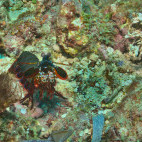 Peacock mantis shrimp in Watamu National Marine Park, Kenya