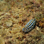 Varicose wart slug in Watamu National Marine Park, Kenya