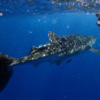 Whale shark in Watamu National Marine Park, Kenya.