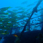 Wreck in Watamu National Marine Park, Kenya.
