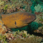 Yellow-edged moray eel in Watamu National Marine Park, Kenya