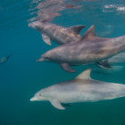 Bottlenose dolphin in Mozambique