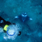 Diver and manta at Mozambique.