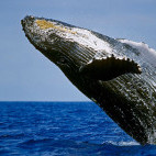 Humpback whale in Mozambique