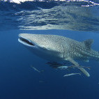 Whale sharks at Mozambique