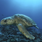 Loggerhead turtle in Mozambique