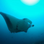 Manta ray in Morrungulo, Mozambique.