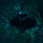 Manta ray in Morrungulo, Mozambique.
