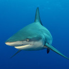 Shark in Ponta do Ouro, Mozambique.