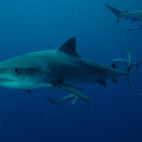 Shark in Ponta do Ouro, Mozambique