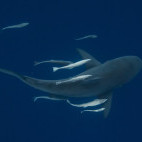 Top down view of a shark in Ponta do Ouro, Mozambique