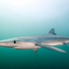 Blue shark in Ponta do Ouro, Mozambique