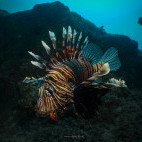Lionfish in Tofo, Mozambique.