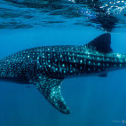 Whale shark in Tofo, Mozambique.