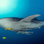 Whale shark in Mozambique