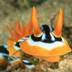 Nudibranch