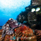 Octopus in St Helena.