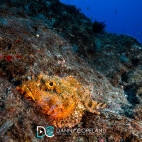 Scorpionfish in St Helena.