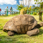 Jonathan the tortoise at the Governor's Residence in St Helena.