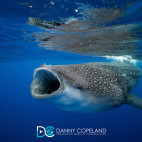 Whale shark in St Helena.