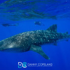Whale shark in St Helena.