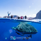 Whale shark and boat in St Helena.