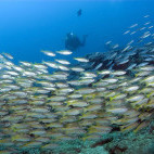School of fish