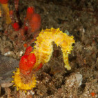 Seahorse in reef