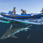 Shark and divers at Aliwal Shoal, South Africa.