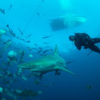 Diver and shark in Aliwal Shoal, South Africa.